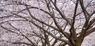 Cherry Blossom (11 images)