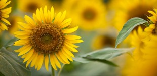 Sunflowers (13 images)